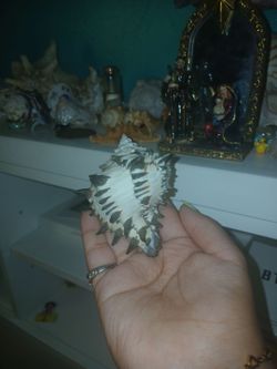 Murex shell