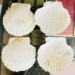 Tons Of Shells For Art And Crafts, A Bag Full