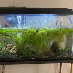 29 Gall Fish tank Comes With Everything 