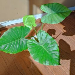 Alocasia Odora California Plant/ House Plant/ Indoor Plant Flower Patio Garden 