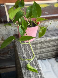 Photos Plant