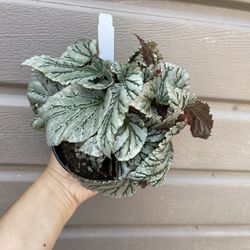 4” rex begonia