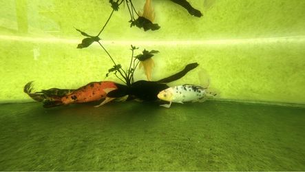 Decoration Koi