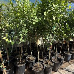 Lemon🍋Lisbon Trees 5 1/2 The Tall $60 Each Price Firm 
