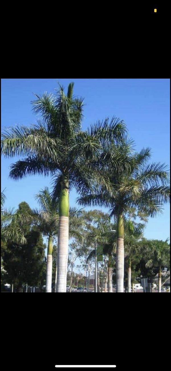 Cuban royal palm tree for Sale in San Antonio, TX OfferUp