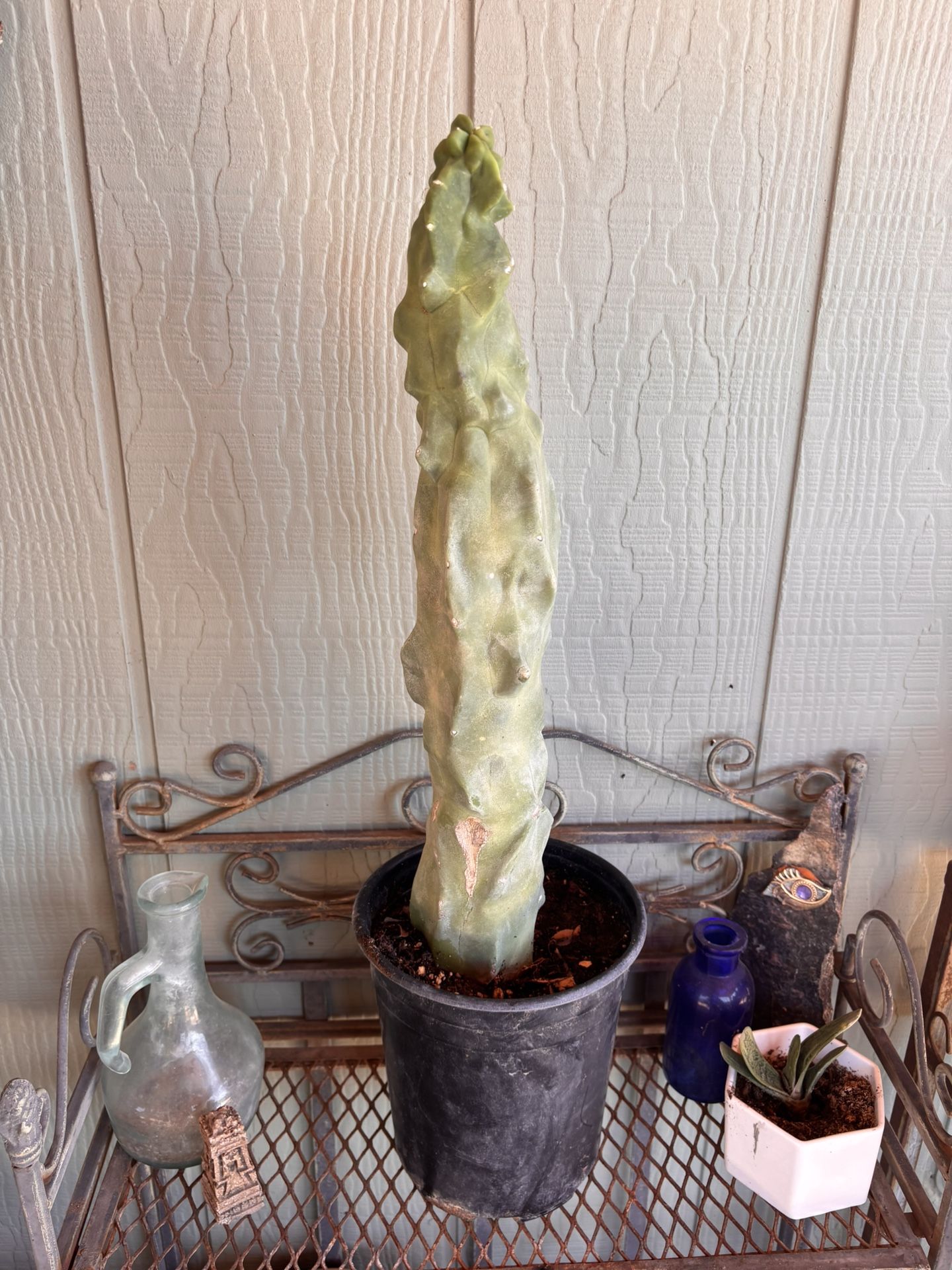 Cactus Plant Totem Pole Lophocereus
