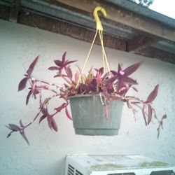 Purple Heart Hanging Plant 