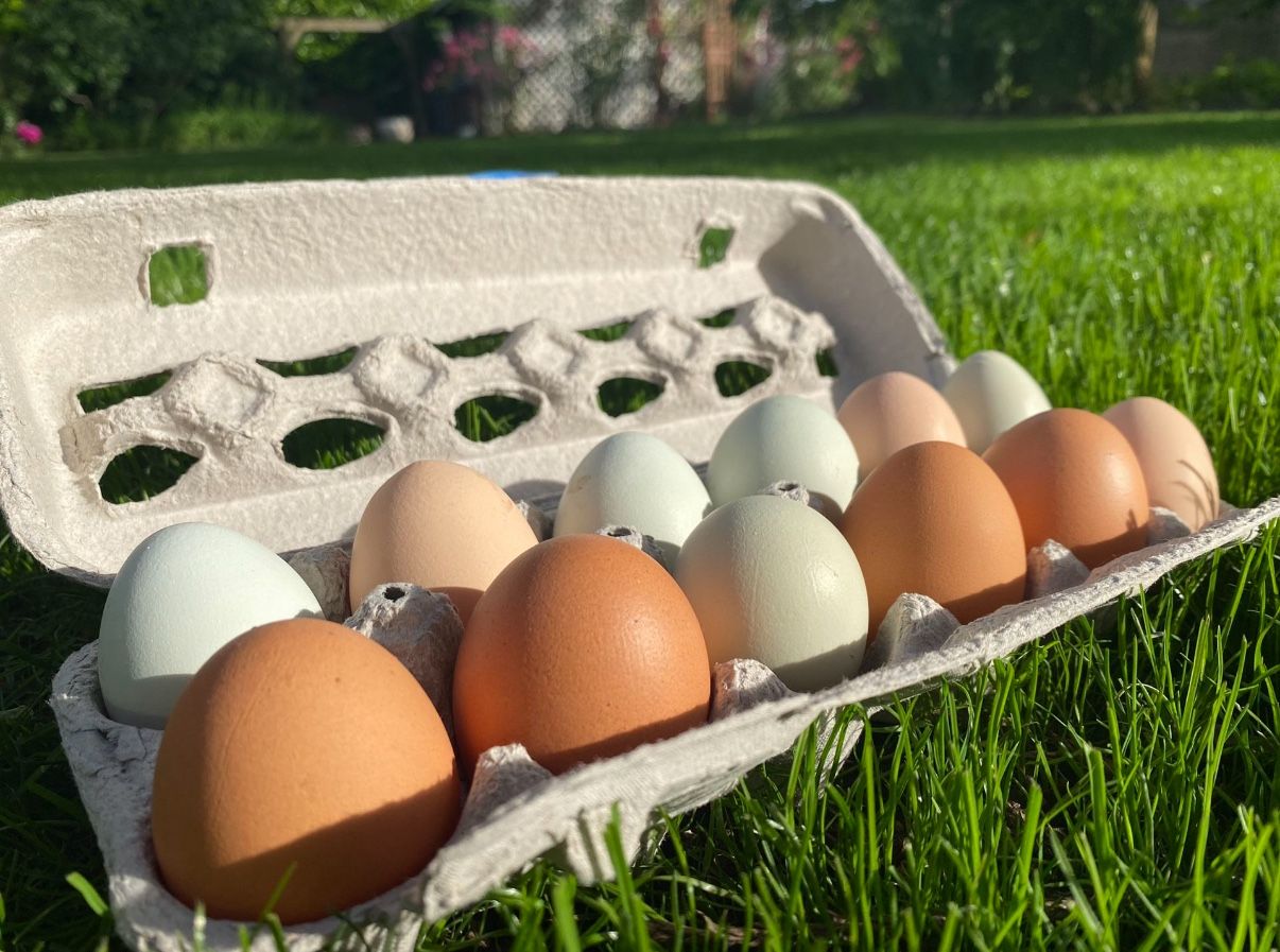 Free Range Backyard Eggs