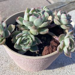 Succulent Plant 