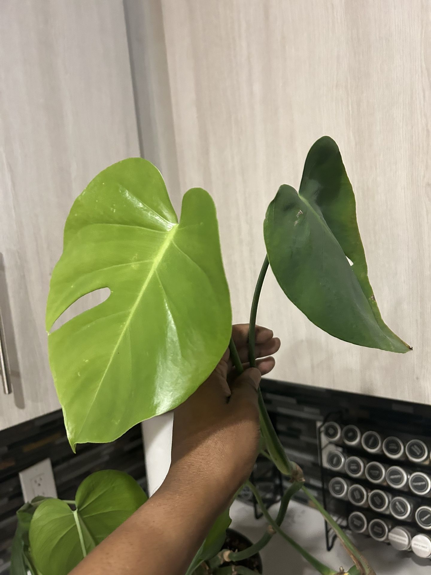 Monstera Plant