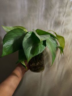 Plants