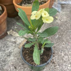 Crown Thorns Plants Yellow Flowers No Rooted 
