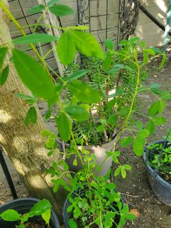 Chipilin plant