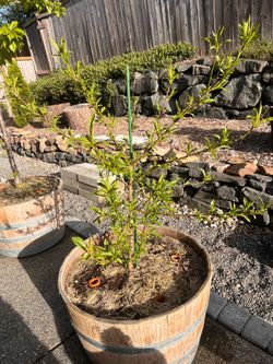 Peach Trees