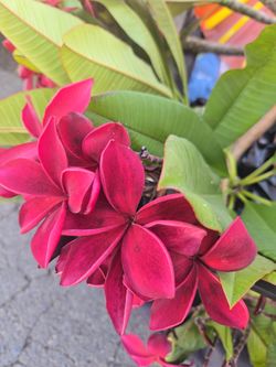 Red burgundy plumeria Cutting $10, $15 $20 depending in size