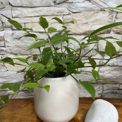 Tradescantia Inch House Plant In 4.5"H Ceramic Pot.