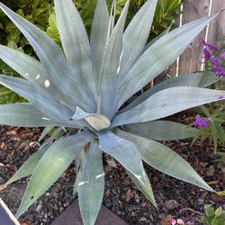 Blue Agave