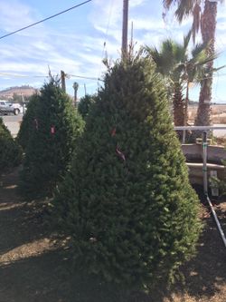 Xmas trees