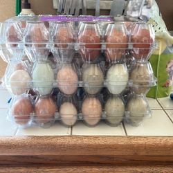 Fresh Eggs