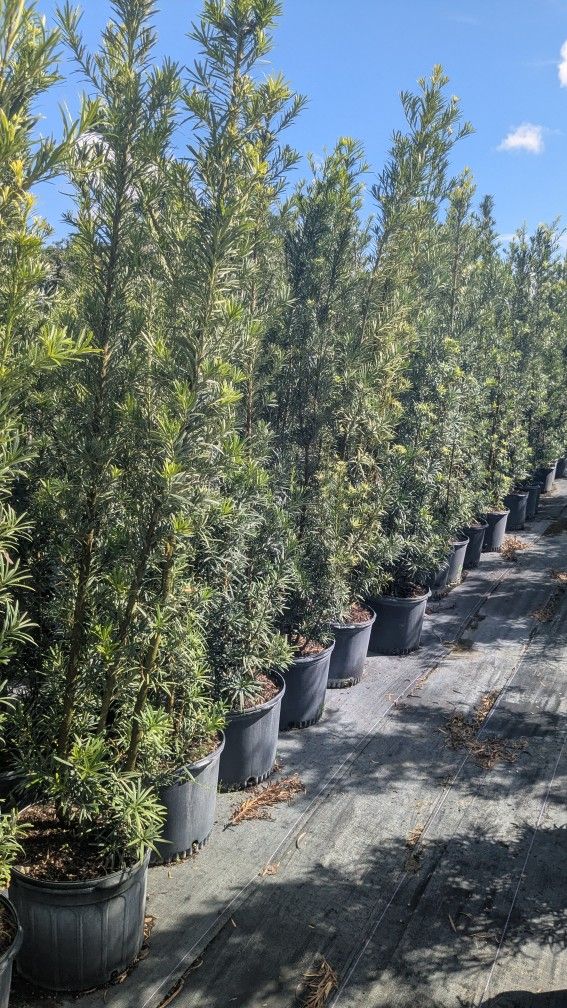 Podocarpus Over 6 Feet Tall Privacy Isolate Your Home From Noisy Neighbors