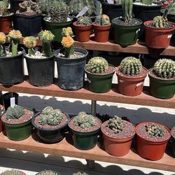 Mimi’s Nursery On Sale Rare Cacti 🌵 And Succulents Imported $30 To $$$$
