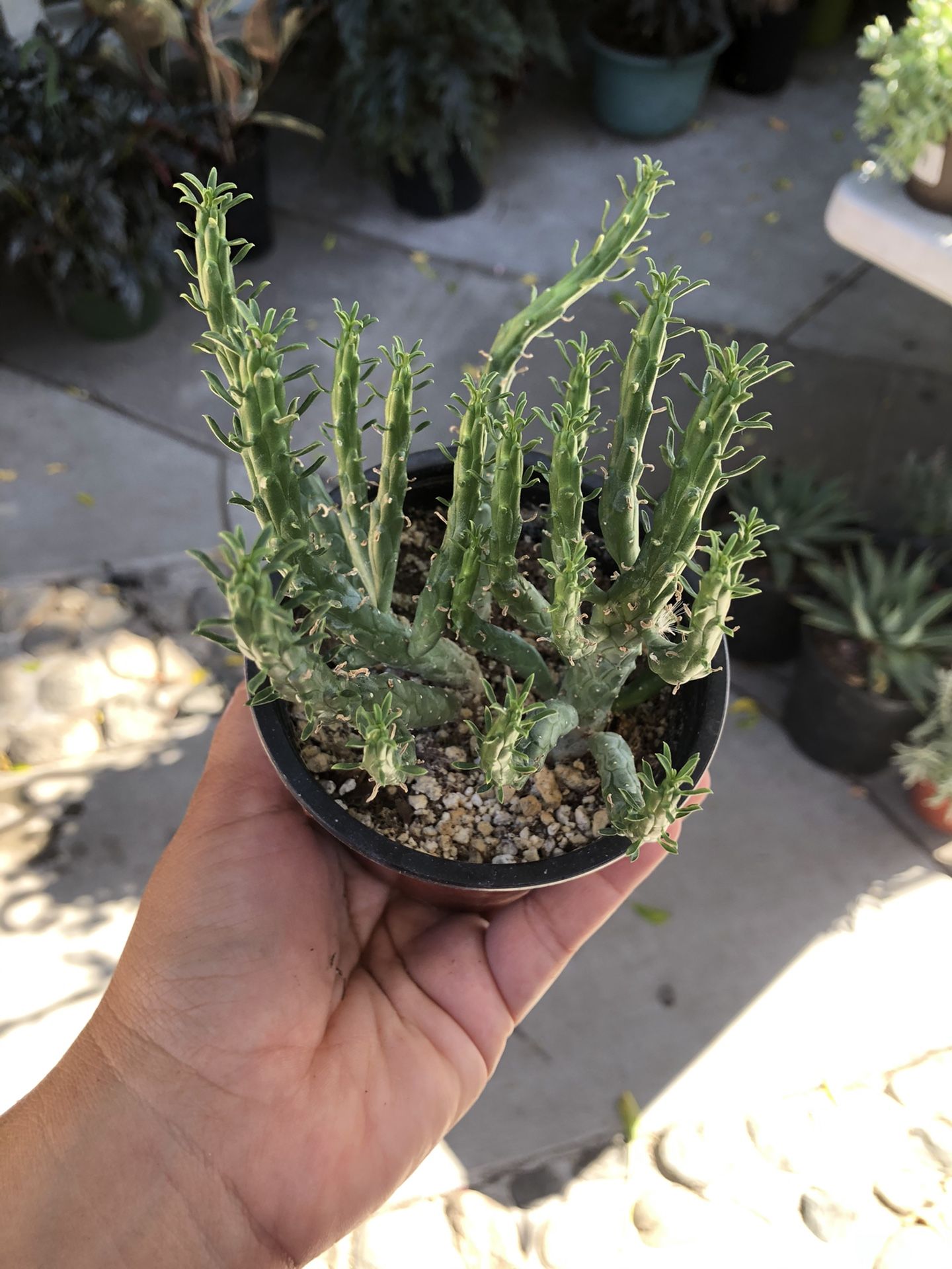 Medusa Succulent In 4” Pot