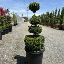 Boxwood Tiers