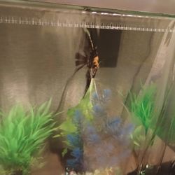 Brand New Top Fin Infinity Tank