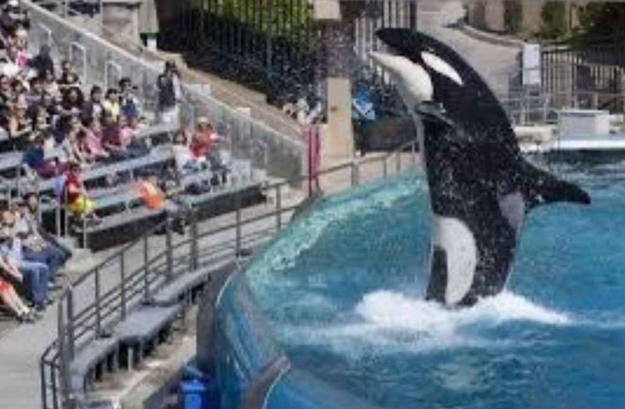 Seaworld San Diego Tickets