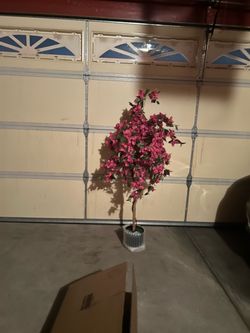 bougainvillea trees