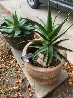 Plants