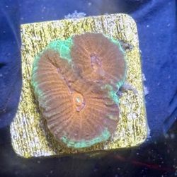 Christmas Favia Display Decor