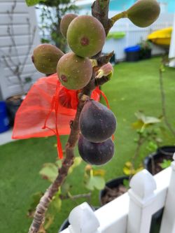 Viollette De Bordeax Fig