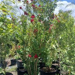 Gorgeous Red Crape Myrtle Tree ❤️$200🌳🌺