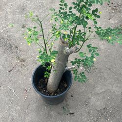 Moringa / Malunggay Tree