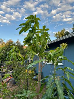 Valencia Pride Mango Tree