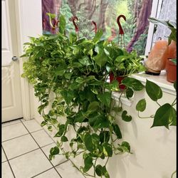 🌿SUPER🌿SUPER🌿HEALTHY ♥️Golden Pothos 🙏PLS READ DESCRIPTION