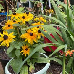 Black-eyed Susan,  Coneflower Beautiful Perennial Plant.Please See All  Pics.