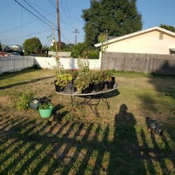 Plants