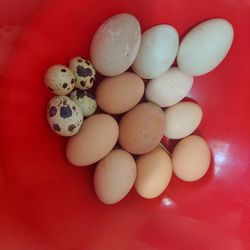 Farm Fresh Eggs,  Huevos Criollos 