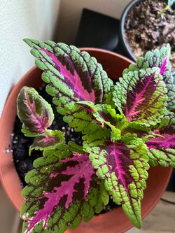 Coleus plant