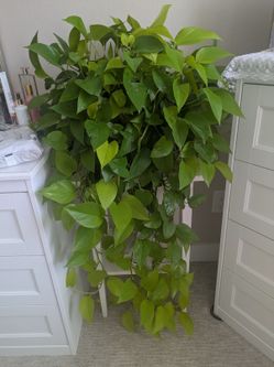 Large Pothos Trailing Indoor Houseplant