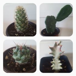 Cactus Plant Variety