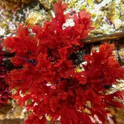 Atomic Broccoli algae aquarium decoration