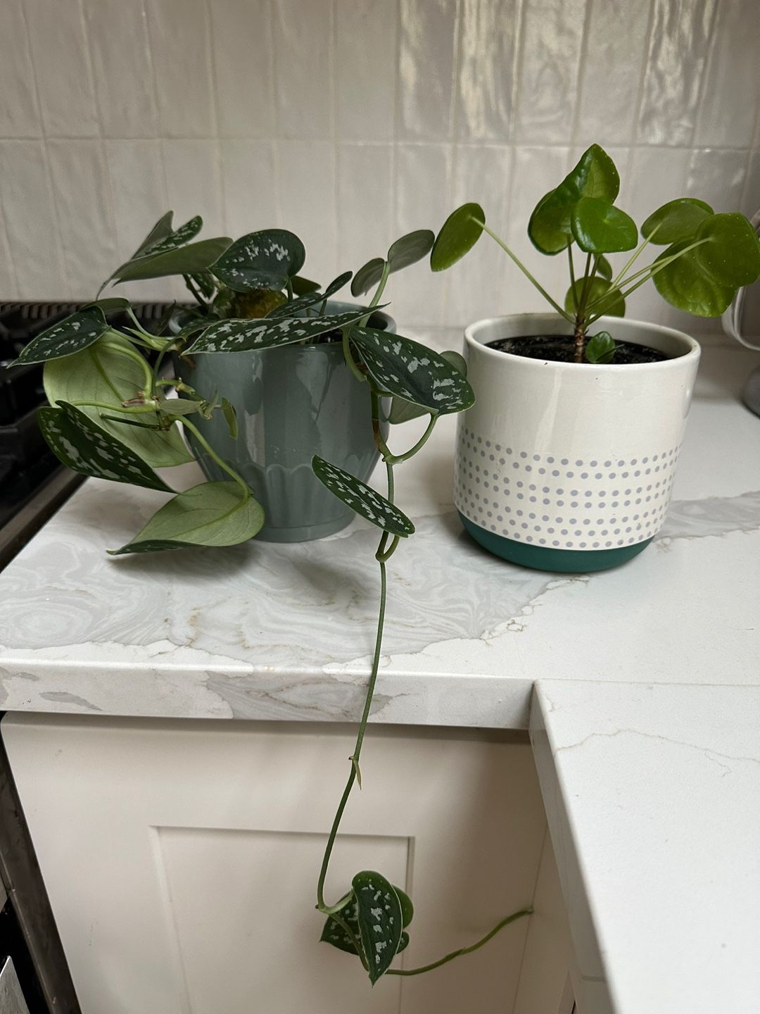 Small Indoor Plant Duo With Decorative Pots