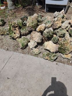 FREE - CORAL ROCKS for any proyect