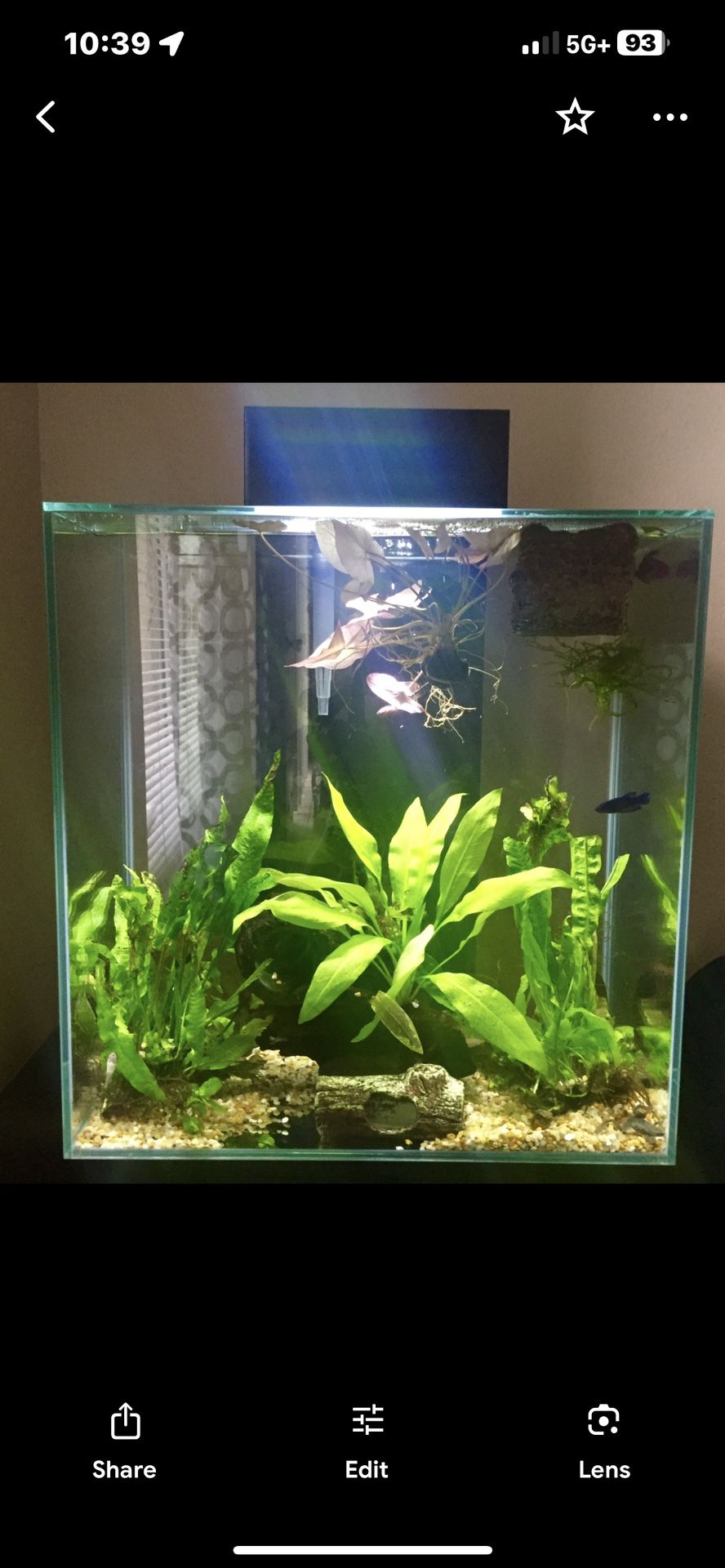 Fluval 12 Gallon Aquarium