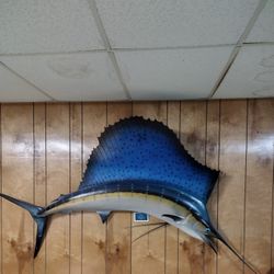 Sailfish