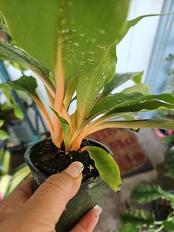 Fire flash - mandarin plant