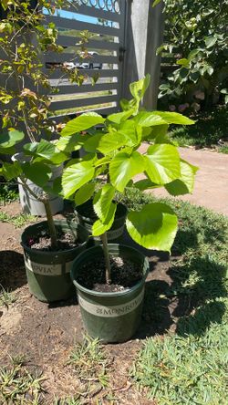 Pakistani red mulberry fruit tree